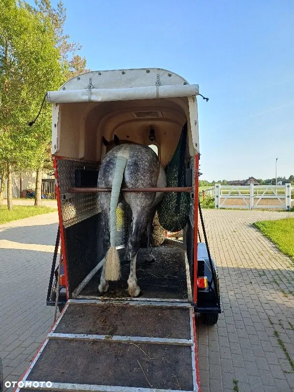 Inny Przyczepa 1-konna - 12