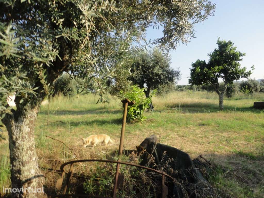 Quinta com vista sobre a cidade - Grande imagem: 3/10