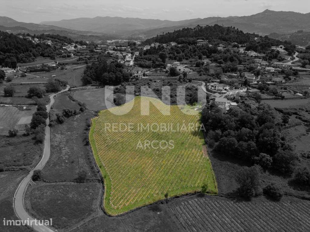 Quinta Vinícola - Grande imagem: 4/5