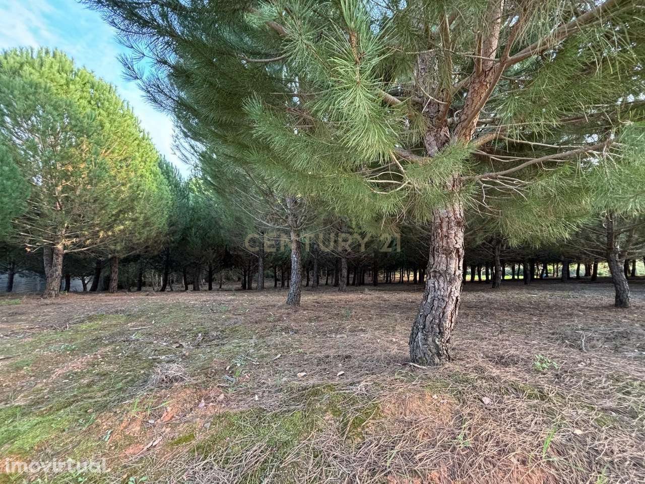 Terreno rústico - Casal Novo - Ferreira do Zêzere - Grande imagem: 2/14