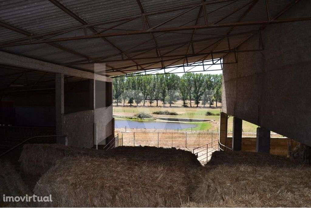 Herdade Agricola com  49ha e Moradia de Familia em Boidobra Covilha - Grande imagem: 5/60