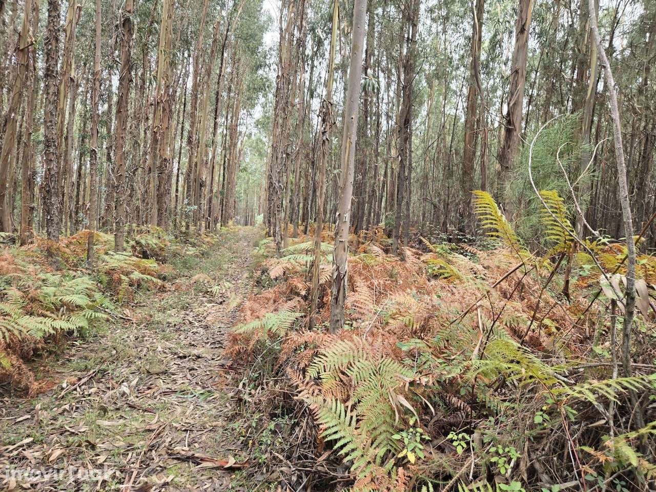 Terreno Rústico 3.250 m² – Herdade, Sertã - Grande imagem: 2/8