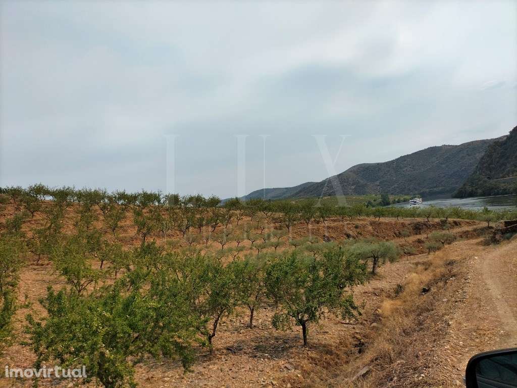QUINTA DE 12Ha COM FRENTE DE RIO NO DOURO INTERNACIONAL - Grande imagem: 5/30