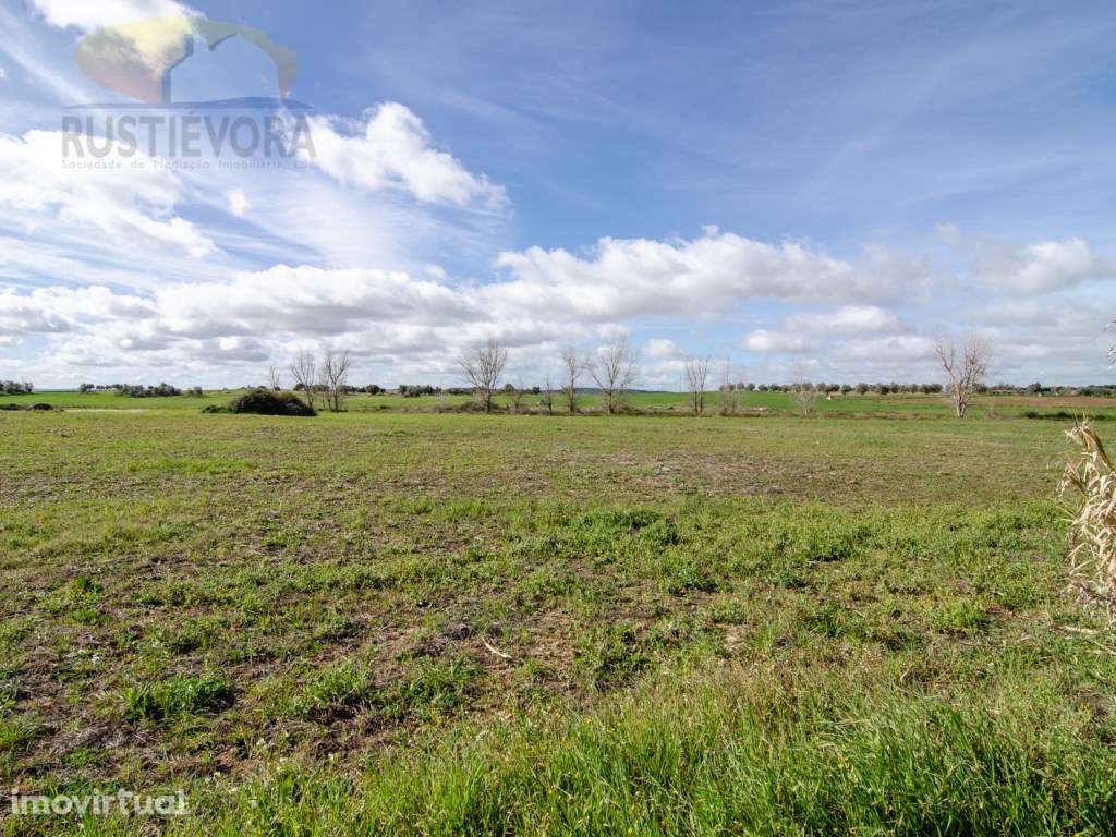 Terreno agrícola com 1,4125 ha a 15 minutos de Évora - Grande imagem: 2/13