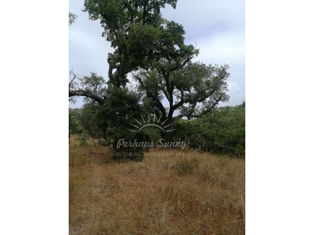 Terreno Rústico Serra de Grândola - Grande imagem: 4/12