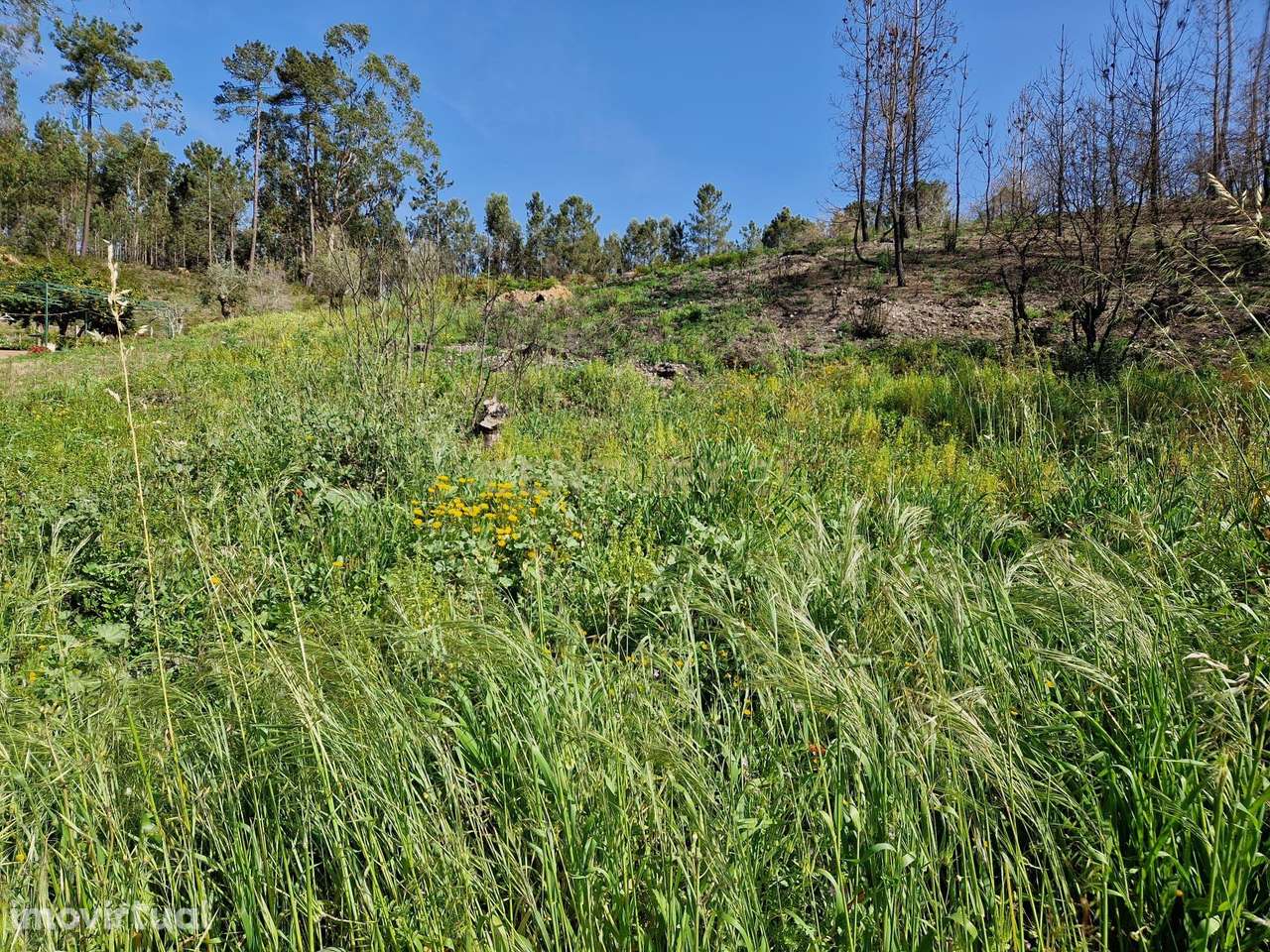 Terreno para construção em Colmeias, Leiria - Grande imagem: 4/8