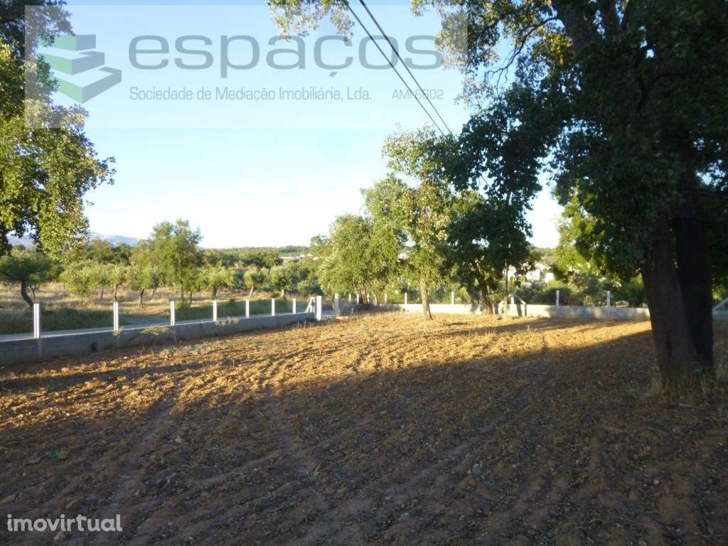 Terreno rústico com oliveiras tradicionais - Freixial do Campo - Grande imagem: 4/16