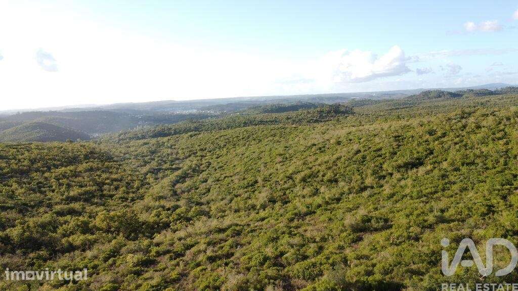 Terreno Agrícola em Freixianda, Ribeira do Fárrio e Formigais - Grande imagem: 2/39