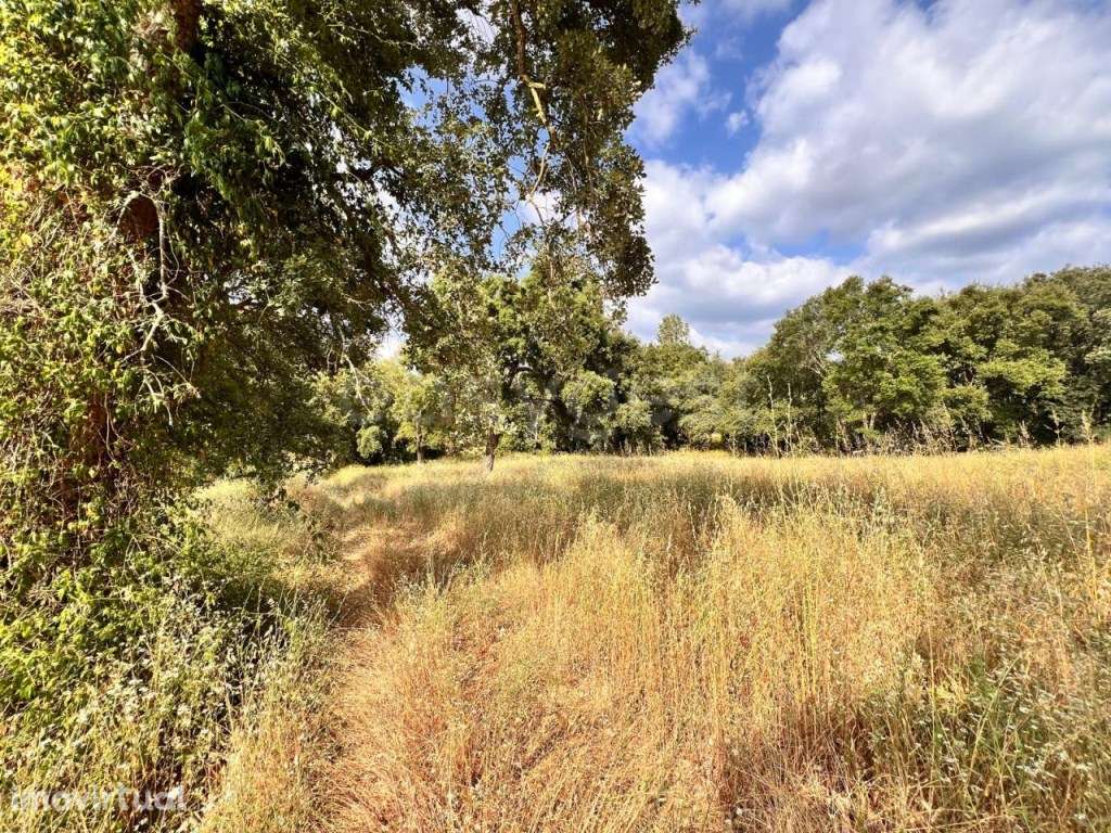 Moradia para recuperar em terreno com cerca de 1 ha em Tomar - Grande imagem: 3/27