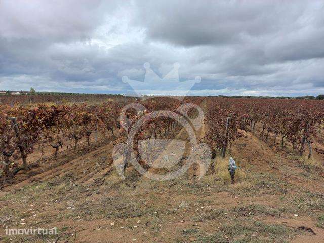 Vinha Premium com 11,75 ha em Reguengos de Monsaraz - Grande imagem: 4/8