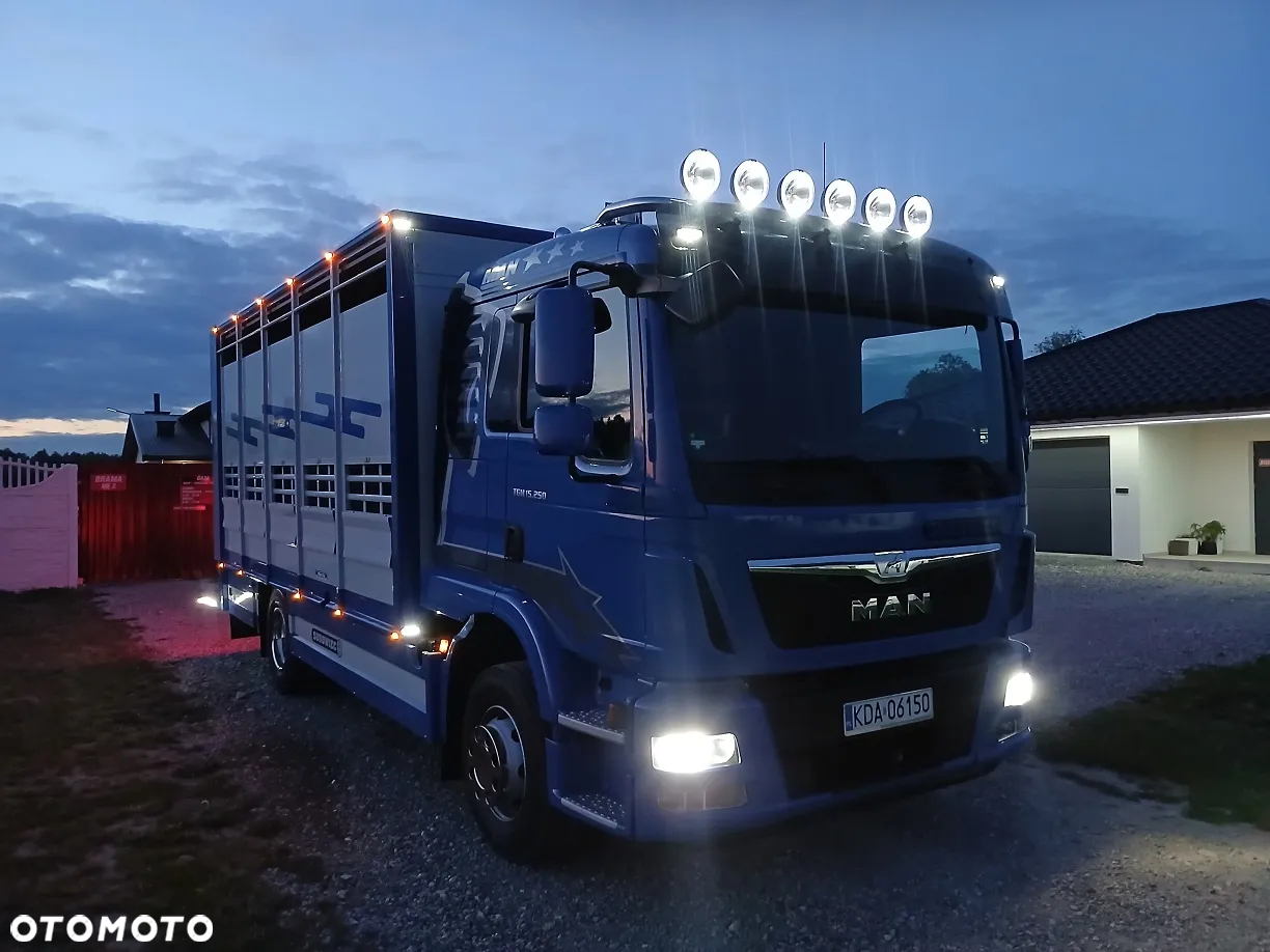 MAN TGM 15.250 DO ŻYWCA / ZWIERZĄT / BYDŁA / WAGA EL/. EURO 6 / DŁ. 5.20M /XENON - 38
