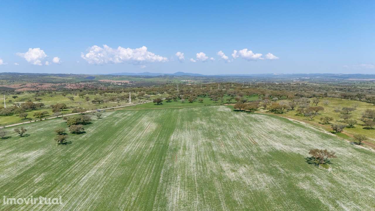Herdade da Chamurreira de Baixo – Ativo Rural Estratégico com 63 Hecta - Grande imagem: 5/11