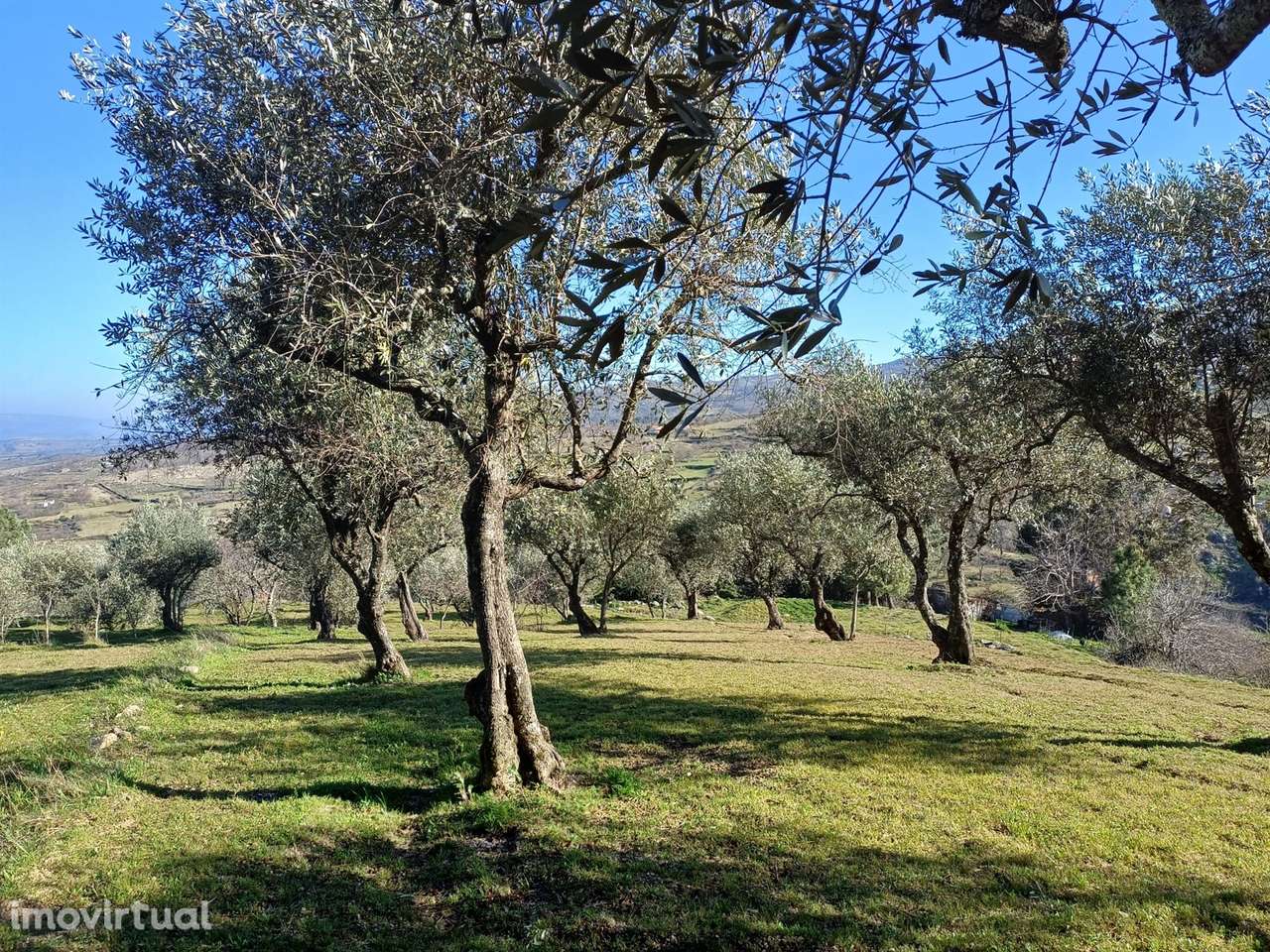 Quintinha T1 Venda em Figueiró da Serra e Freixo da Serra,Gouveia - Grande imagem: 4/9