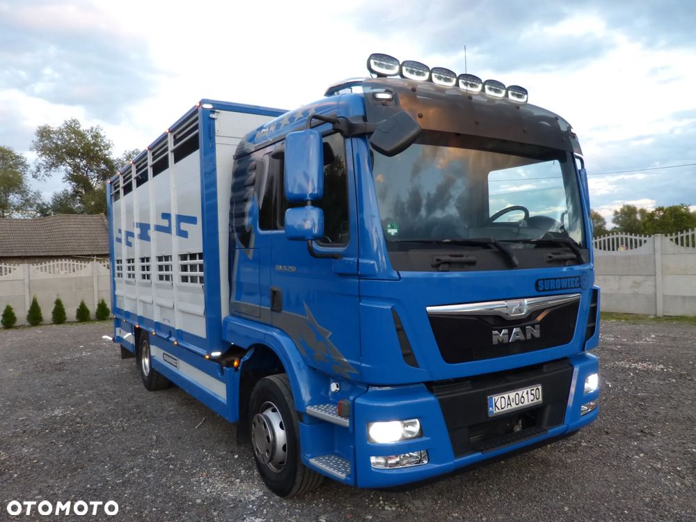 MAN TGM 15.250 DO ŻYWCA / ZWIERZĄT / BYDŁA / WAGA EL/. EURO 6 / DŁ. 5.20M /XENON - 8