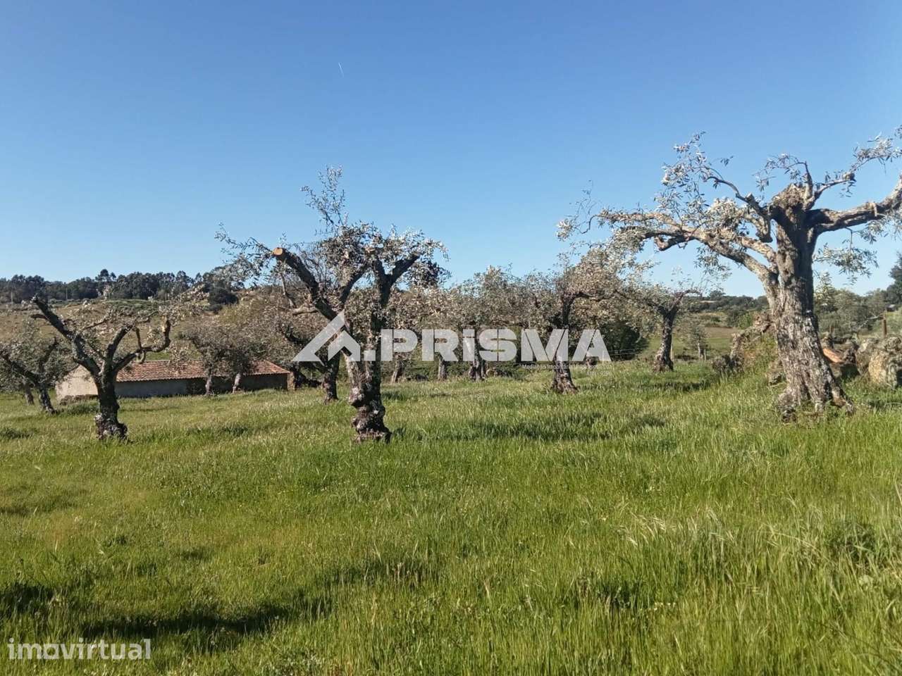 Quintinha em venda com varias Valencias na Beira Baixa., Castelo Branc - Grande imagem: 4/16