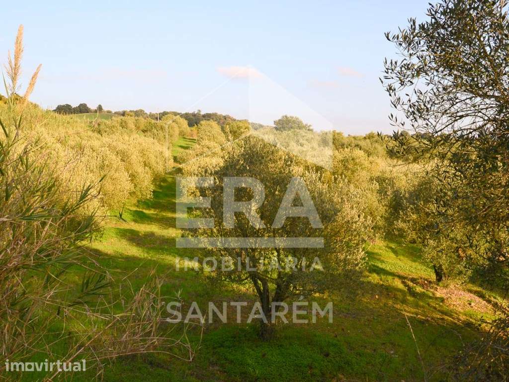 Terreno com 26.720m2 com Vista para o Rio Tejo - Grande imagem: 4/9