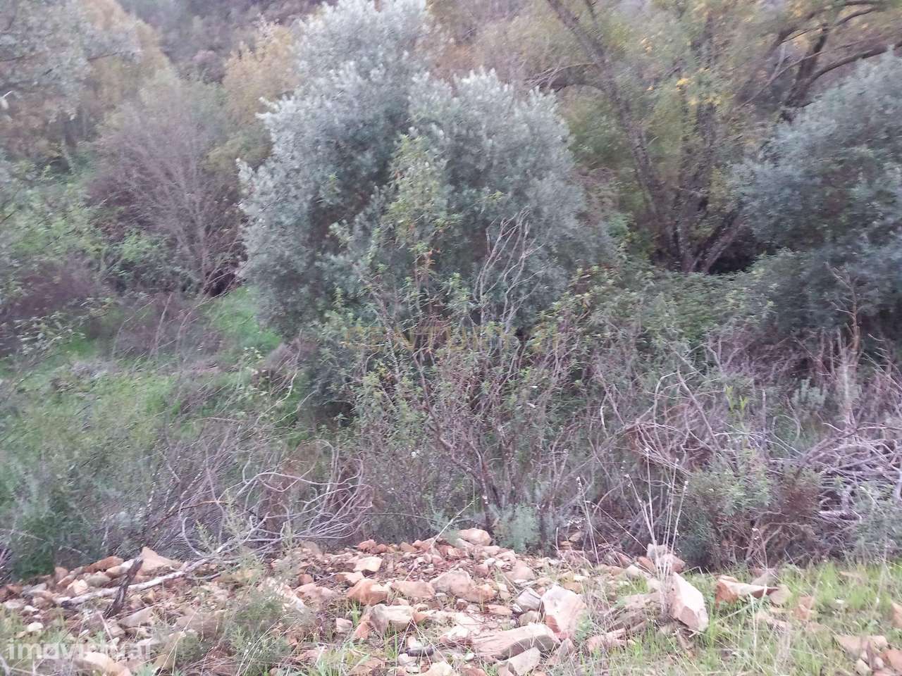 Terreno Rustico Monte Gordo Sarzedas - Grande imagem: 5/5