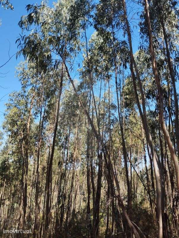 Terreno  para venda - Grande imagem: 5/7