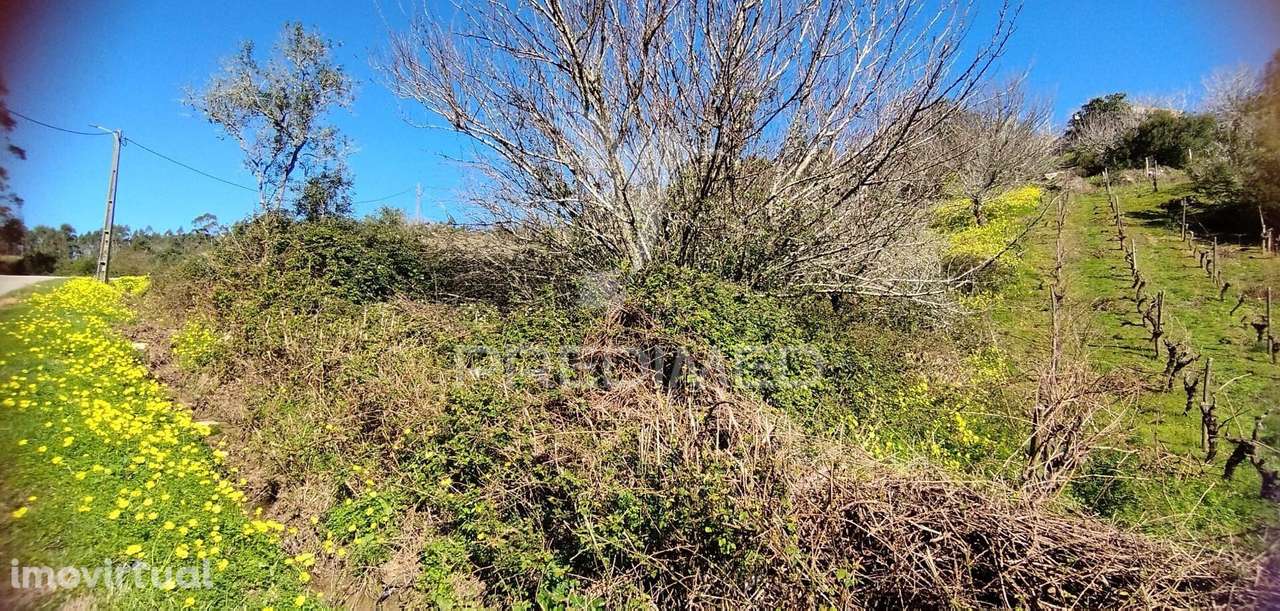 Terreno Rústico em Matacães (Torres Vedras) - Grande imagem: 2/5