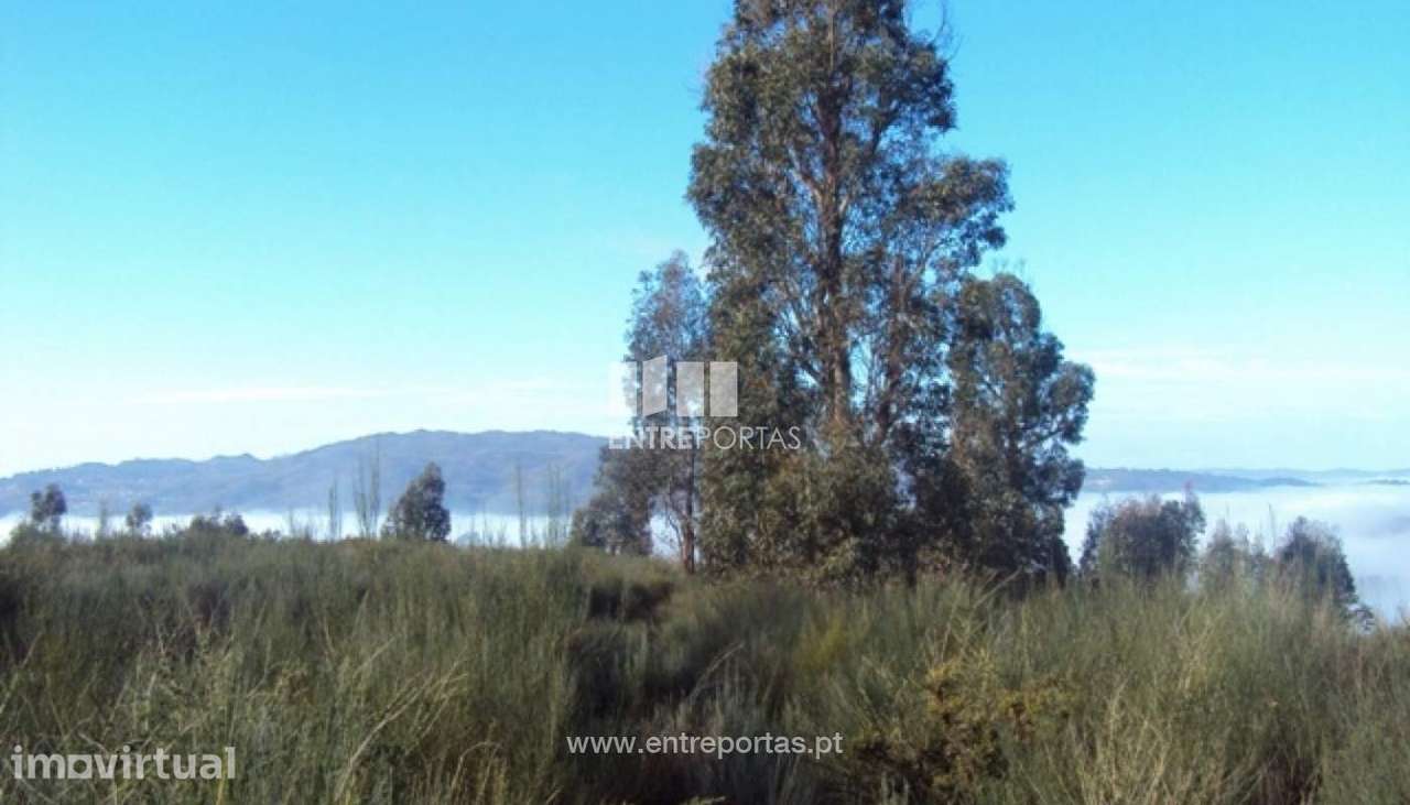 Venda Terreno, Santa Leocádia, Baião - Grande imagem: 3/12