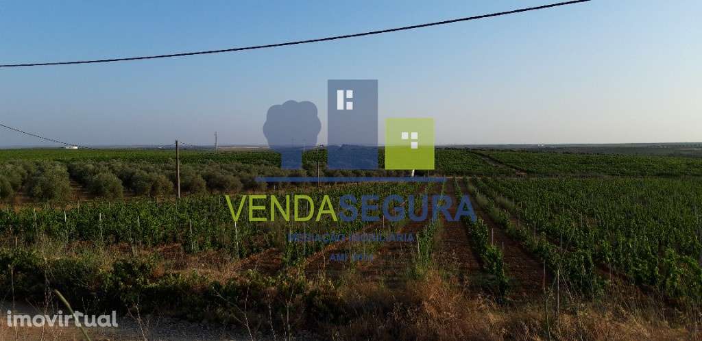 Vinha Nova e Olival Produtivo - Grande imagem: 3/3