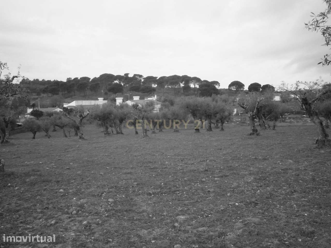 Vende-se Olival em Porto da Boga Portalegre - Grande imagem: 4/6