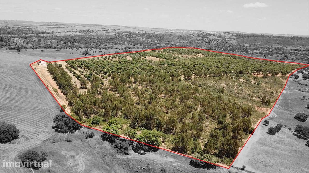 Propriedade no Alentejo com Grande Potencial Turístico e Agrícola pert - Grande imagem: 3/25
