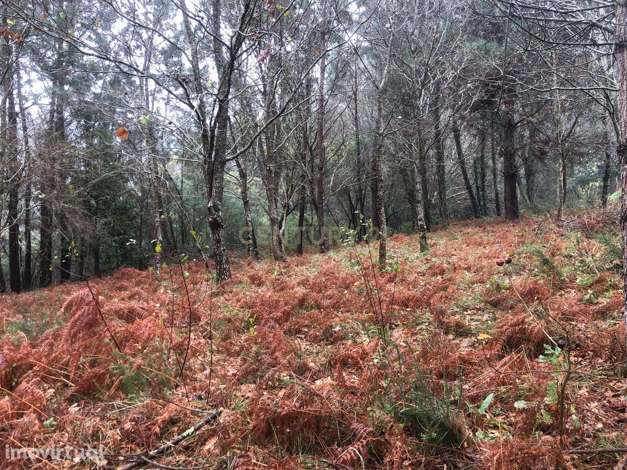 Terreno em Cornes, Vila nova de Cerveira - Grande imagem: 5/10