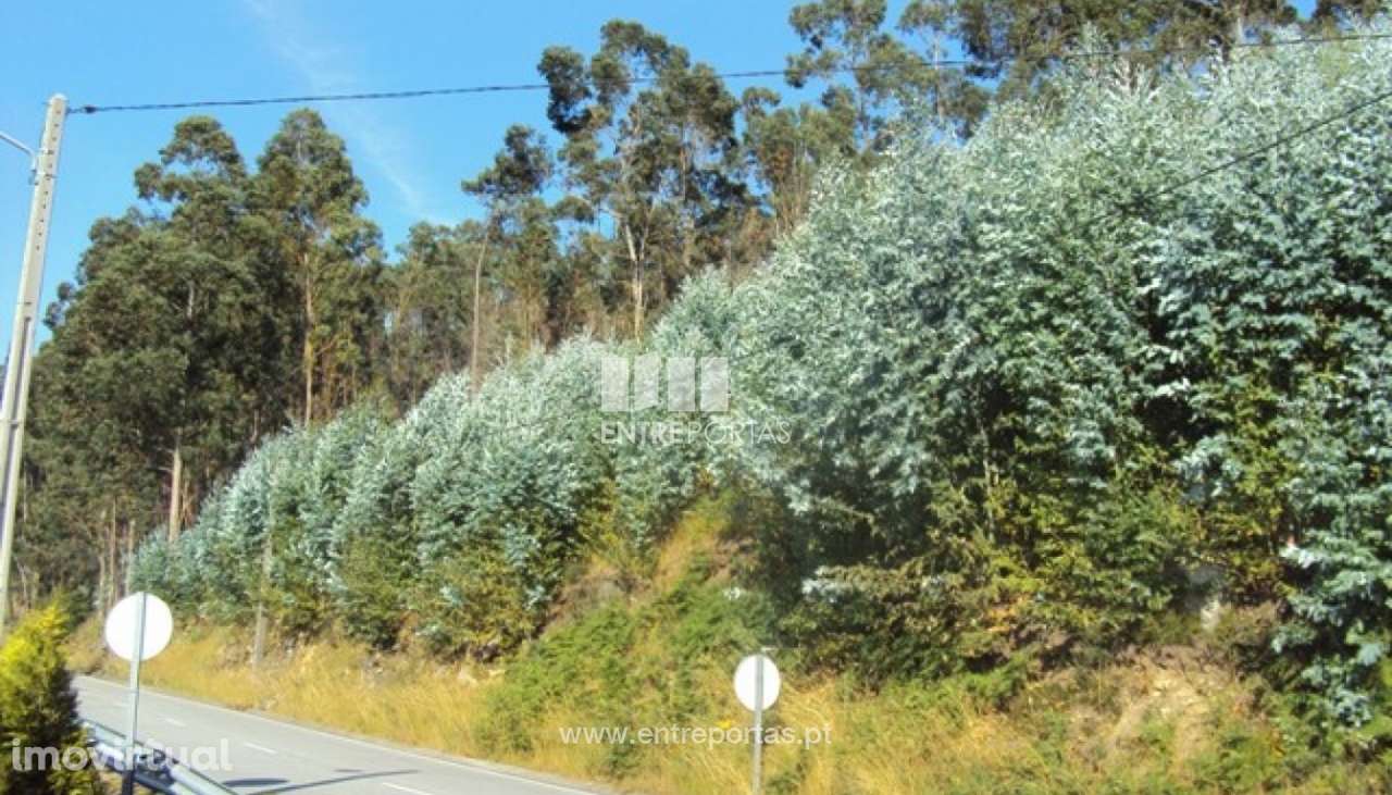 Venda Terreno, Tarouquela, Cinfães - Grande imagem: 5/6
