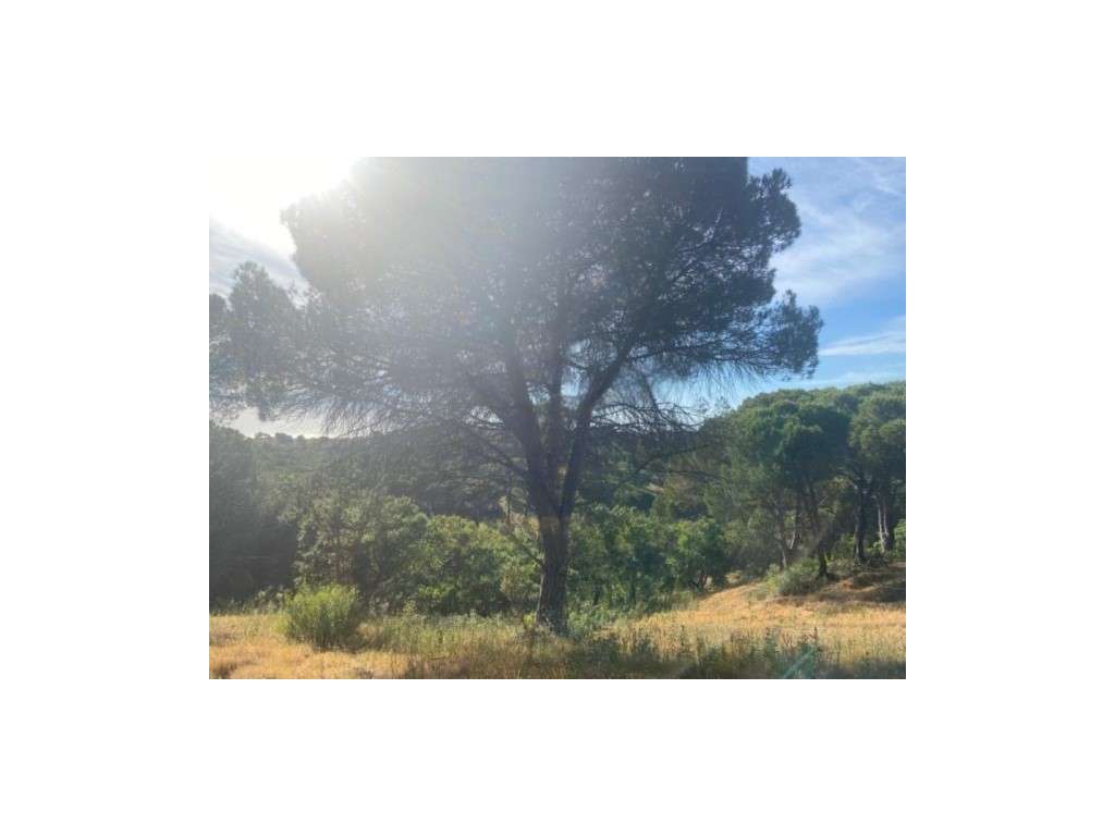 TERRENO Rústico - MELIDES - Grande imagem: 3/16