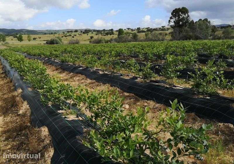 Propriedade em regadio 20 hectares para arrendar / Alugar - Grande imagem: 5/12