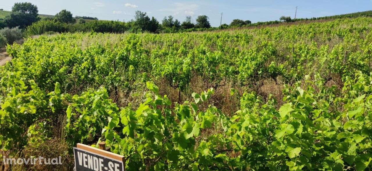 Terreno rustico | 9640 m2 | Cadaval - Grande imagem: 3/7