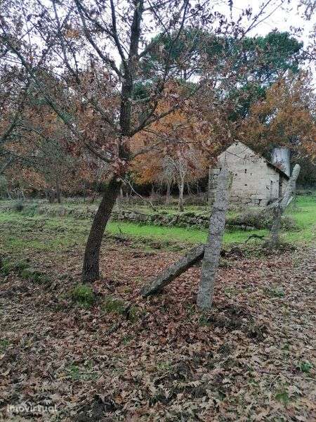 Quinta agrícola 20 000 m2 Cabanas de Viriato - Grande imagem: 3/9