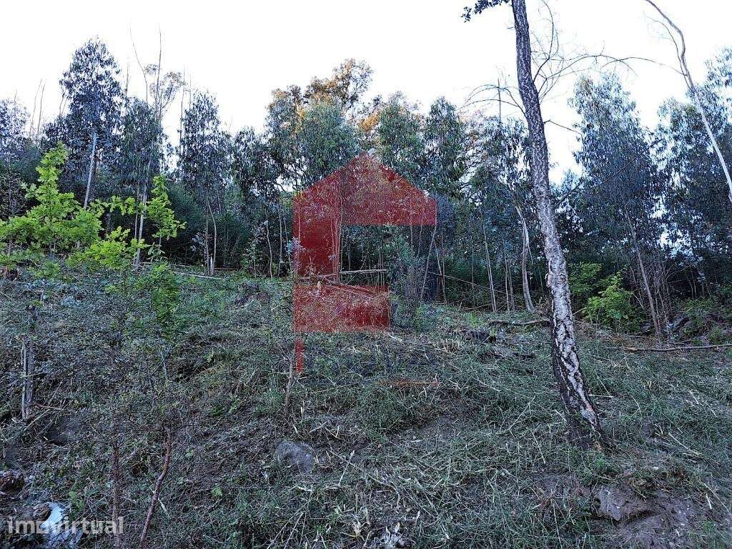 Terreno Florestal, Esqueiros - Grande imagem: 3/11