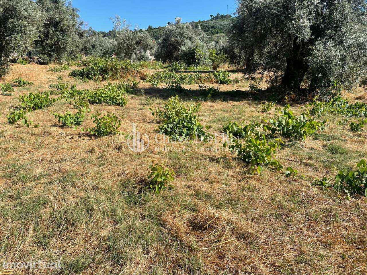 Terreno Rústico  Venda em Santar e Moreira,Nelas - Grande imagem: 3/14