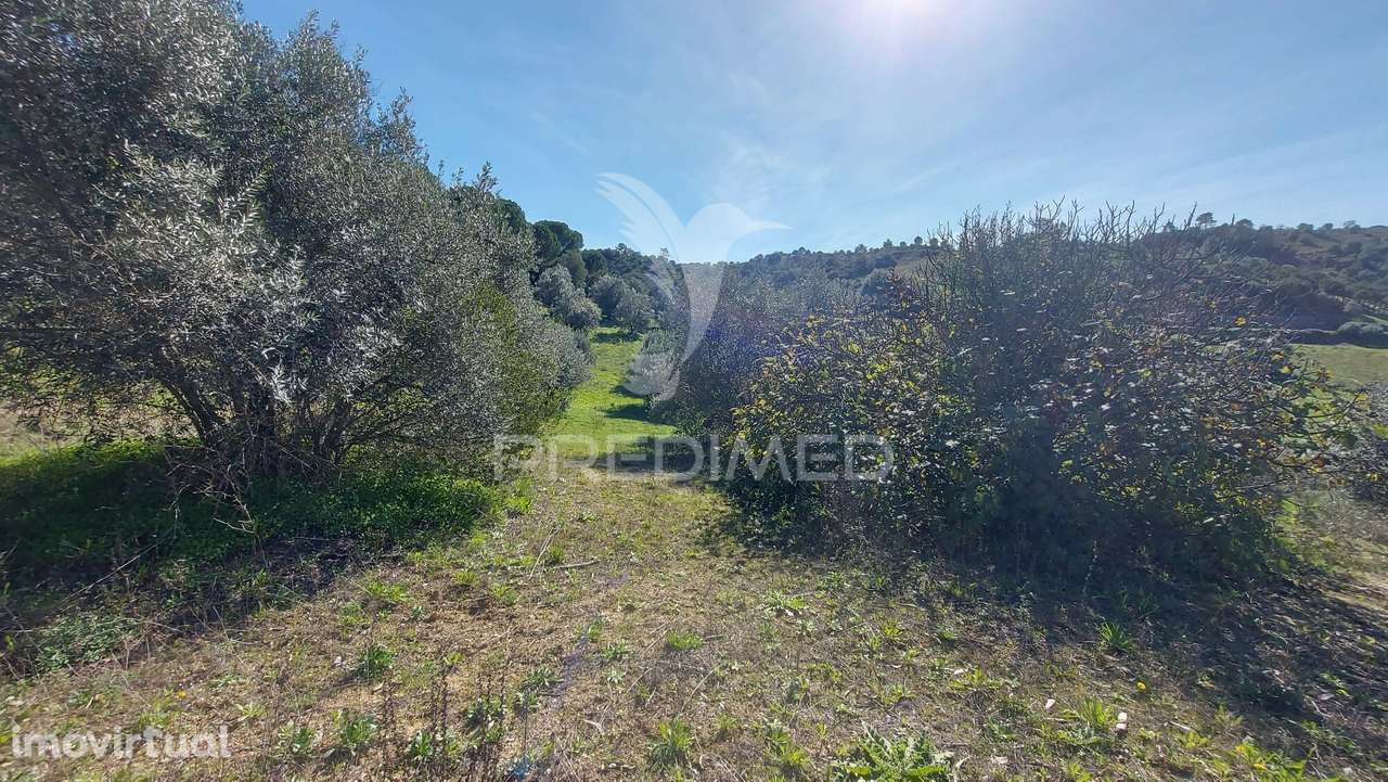 Terreno Rústico, Olival em Arneiro das Milhariças, Santarém. - Grande imagem: 4/15