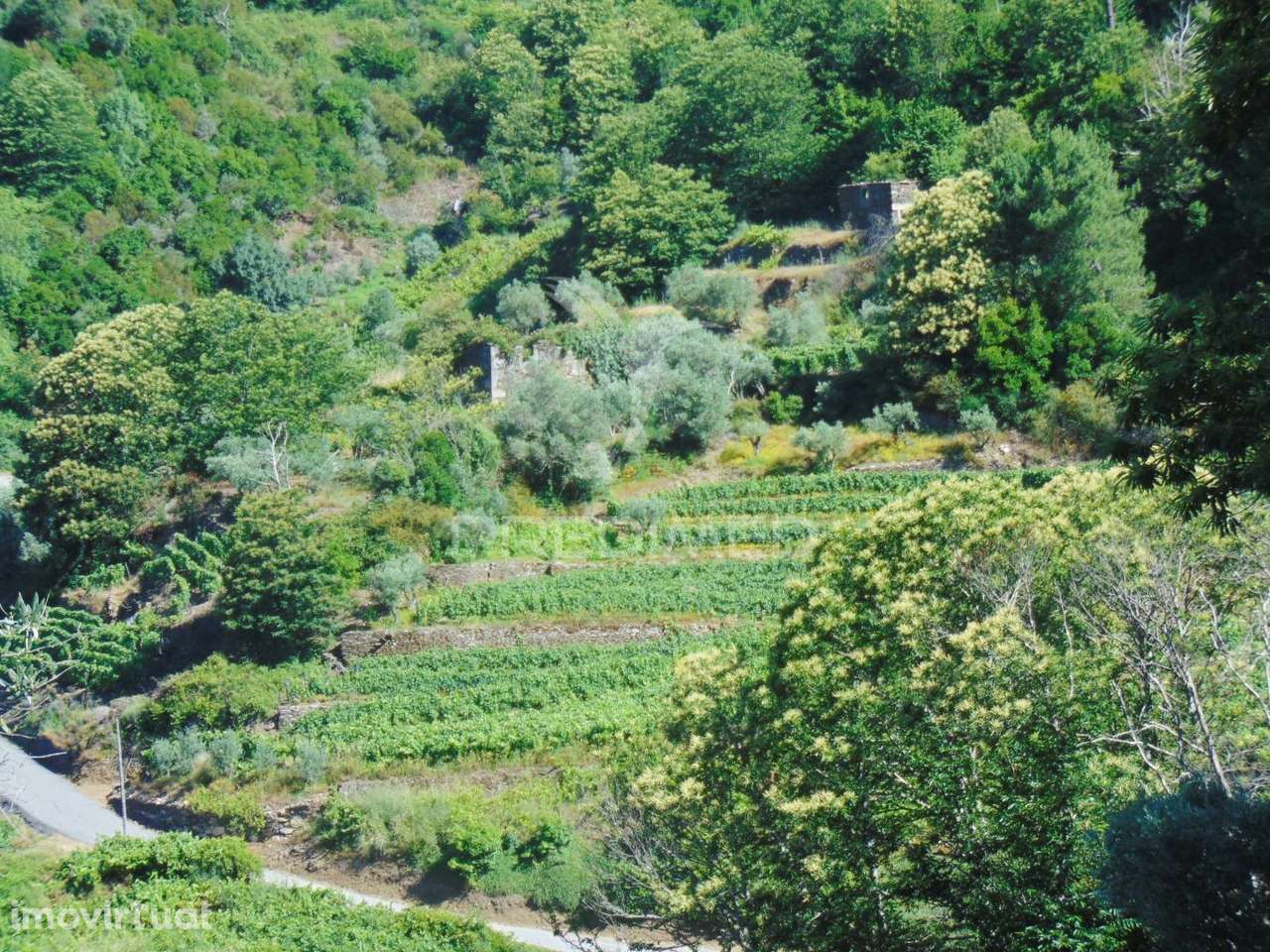 Terreno em Louredo / Santa Marta Penaguião - Grande imagem: 5/25
