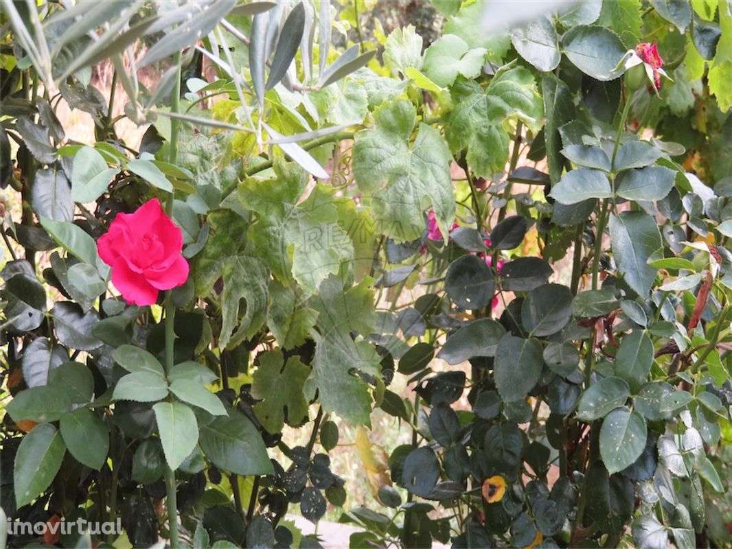 Quinta  para venda - Grande imagem: 5/24