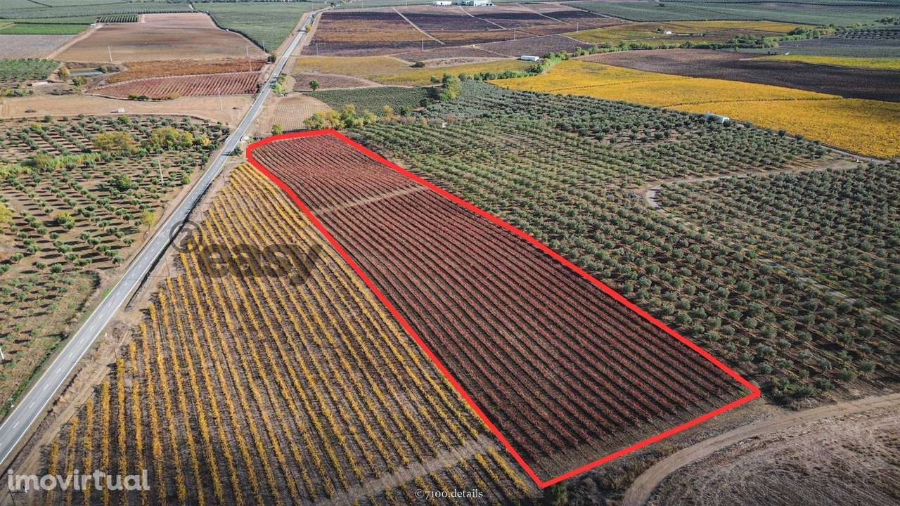 VINHA COM 1,87 HECTARES NA VIDIGUEIRA PARA VENDA - Grande imagem: 3/5