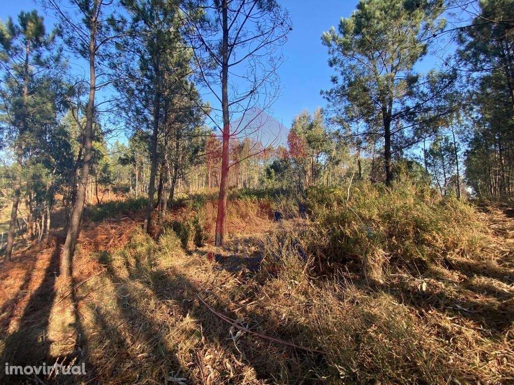 Terreno Florestal, Esqueiros - Grande imagem: 5/43