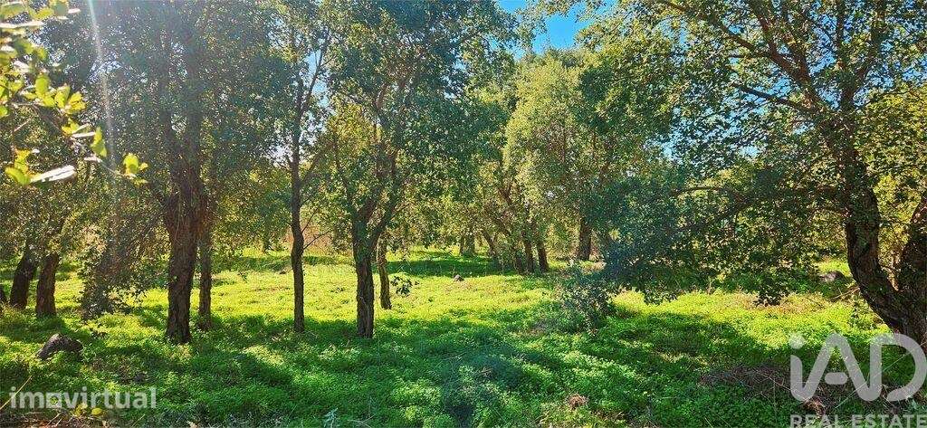 Terreno em Monchique - Grande imagem: 5/24