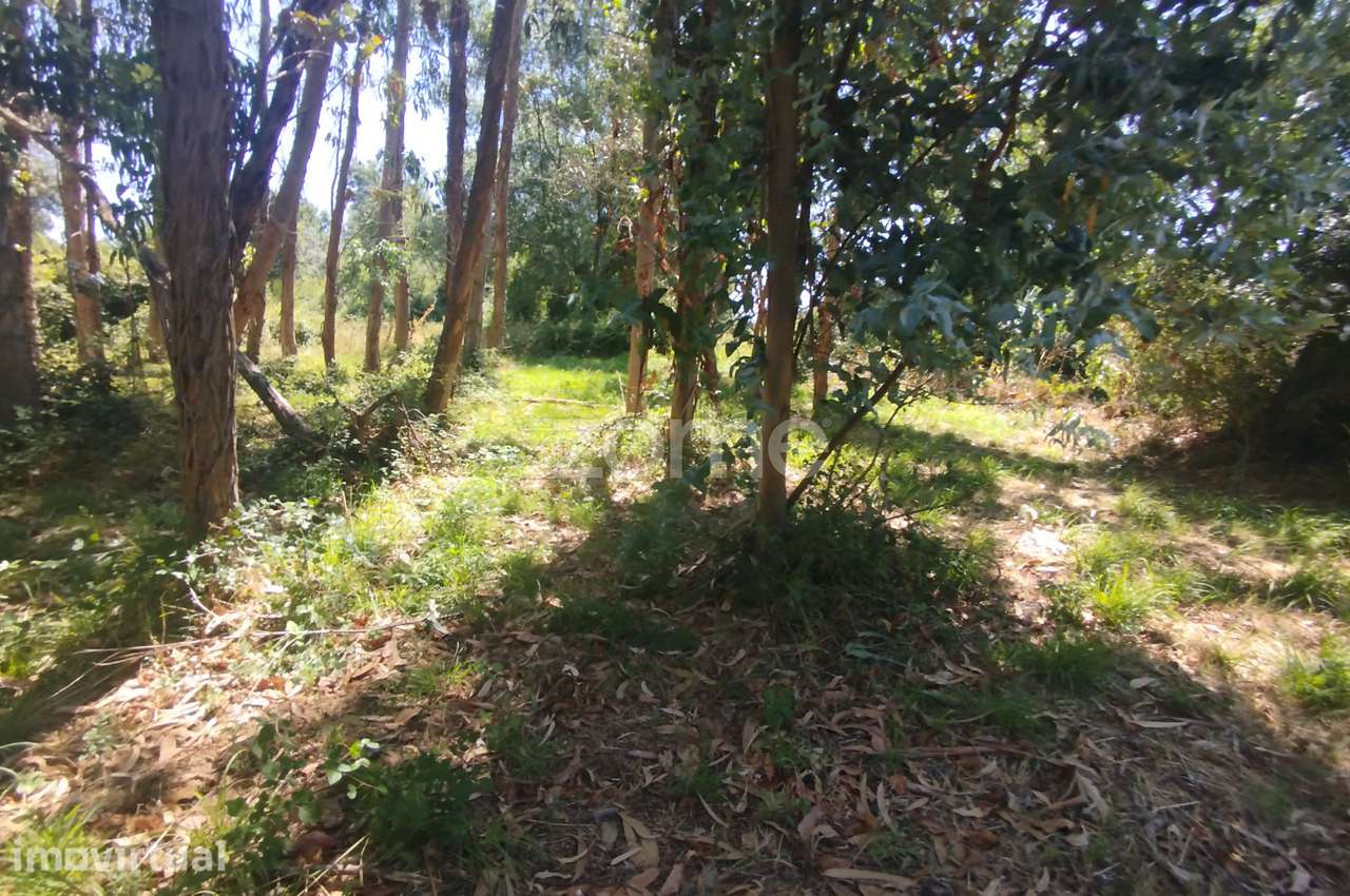 Ruína em Pedra, Palheiro escavado em pedras - Grande imagem: 2/47
