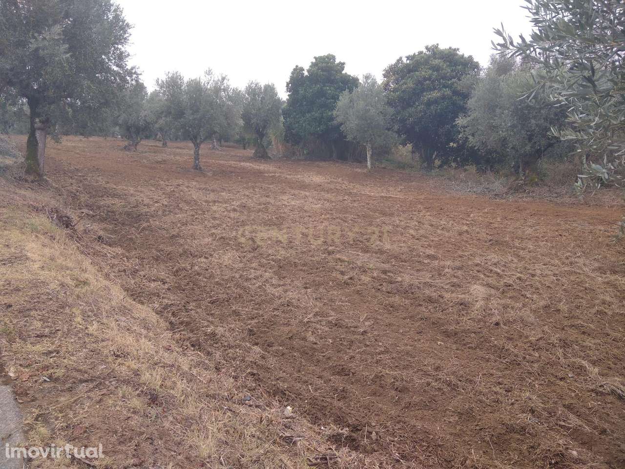 Terreno Urbano e rustico c/ 2840 m2 | Horta dos Corvos | Valhascos - Grande imagem: 5/10