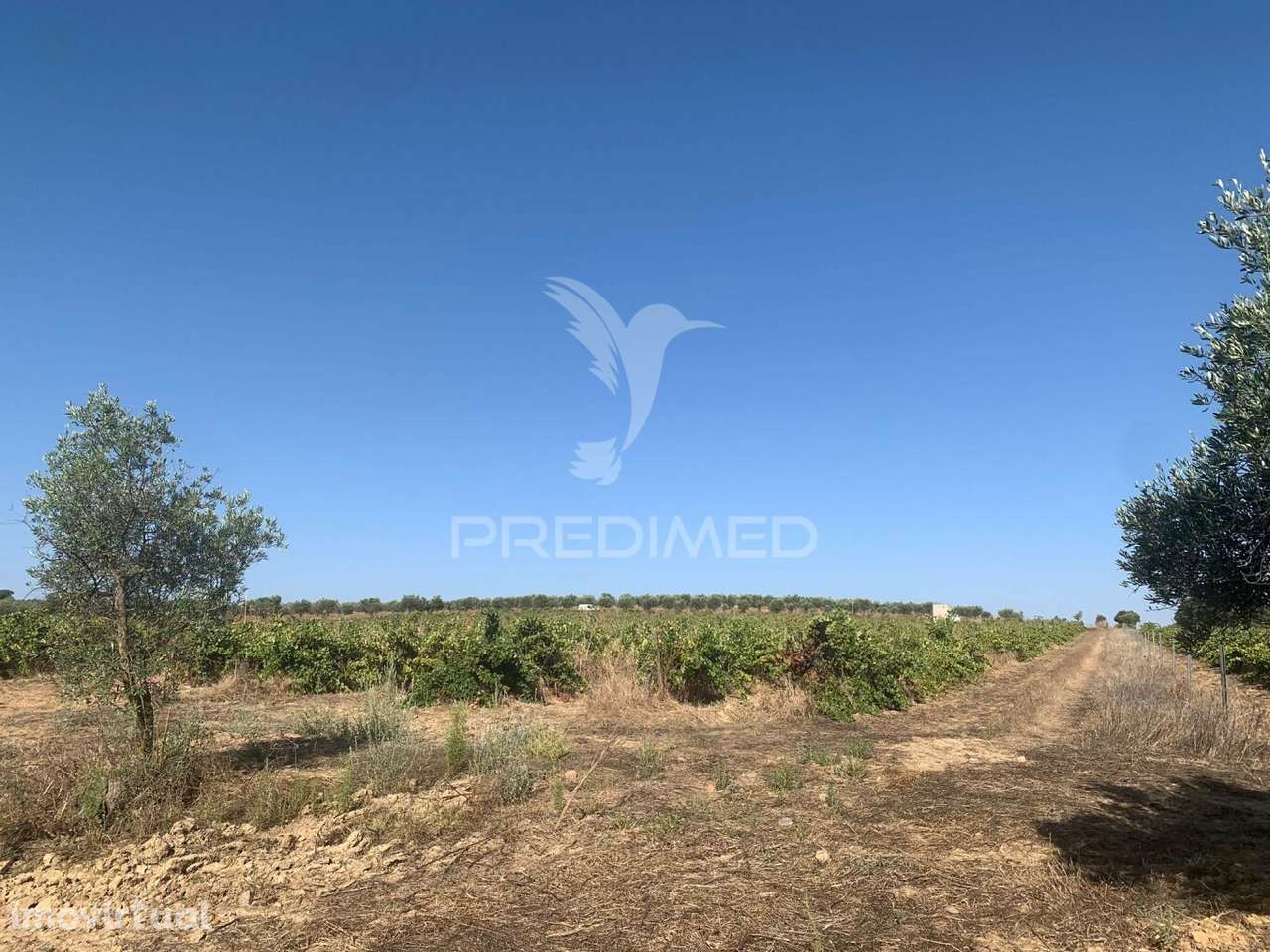 TERRENO COM VINHA E OLIVAL - Grande imagem: 4/30