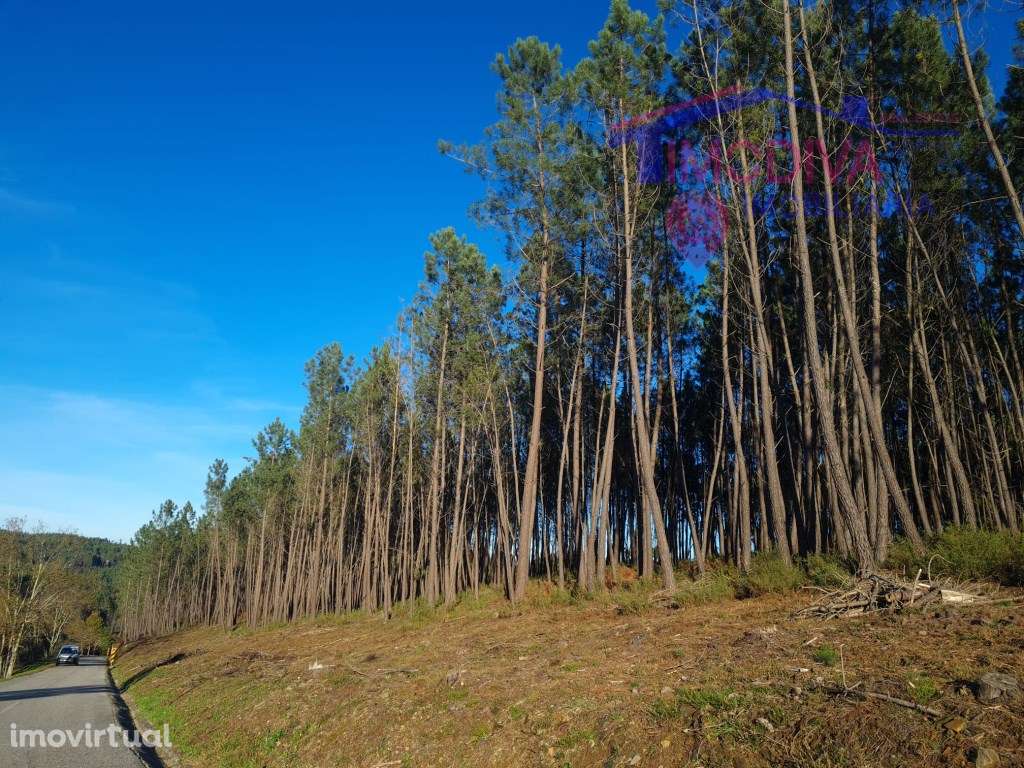 Terreno com ruínas, poço e plantação de pinheiros em Pedrógão Grande - Grande imagem: 2/52