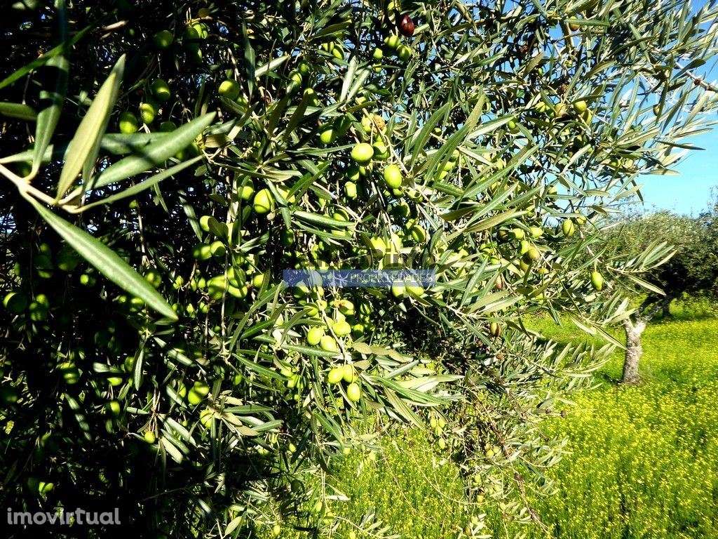 88ha c/ Olival, Cortiça, Floresta e terra p/ novas plantações, Arma... - Grande imagem: 5/9