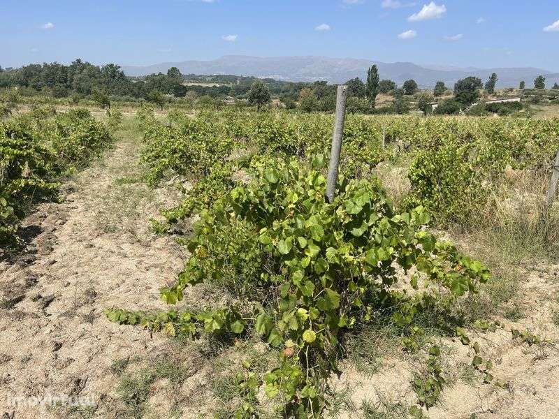 Terreno-Quinta 5 Hectares Vinha Rustico/Urbano - Grande imagem: 4/10