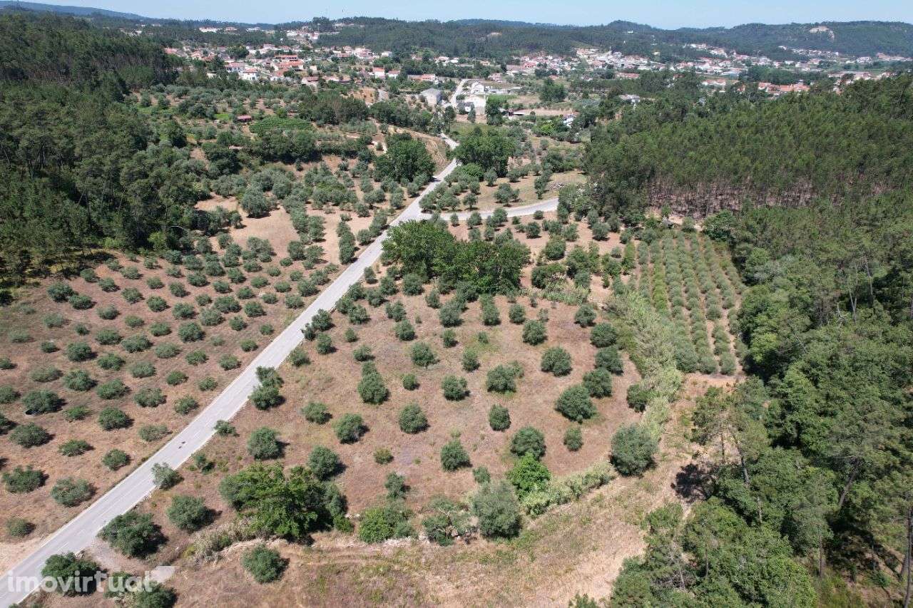 Terreno com oliveiras - Grande imagem: 5/14