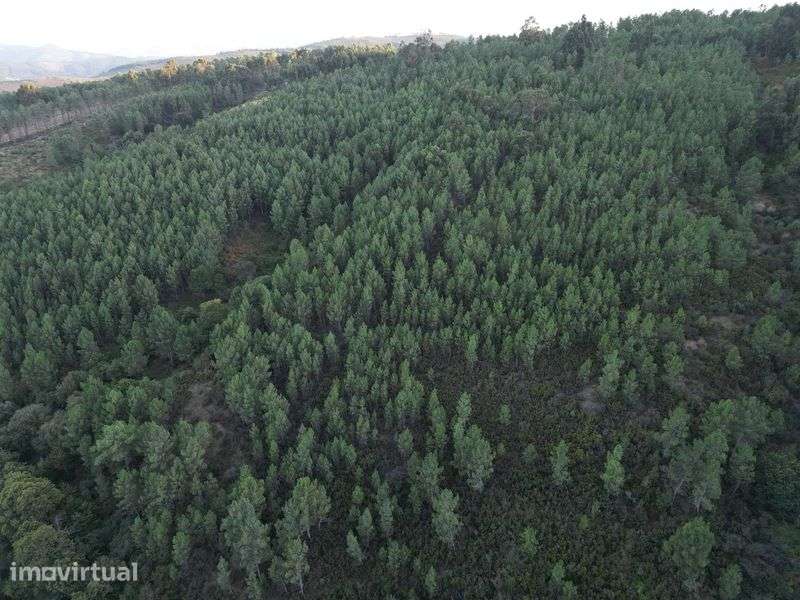 Terreno 80.000m2 - Grande imagem: 4/8