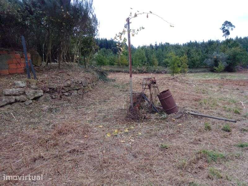 Quinta com casa para reconstrução - Grande imagem: 5/9